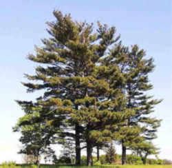 Maine State Tree: Eastern White Pine (Pinus strobus)