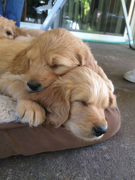 Golden doodles, Golden retriever and poodle mix! 6 weeks old Cute Puppies, Dogs And Puppies ...