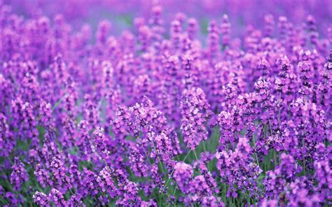 Lavender Flowers Desktop Background - Wallpaper, High Definition, High ...