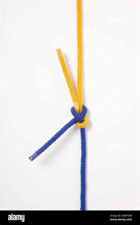 Sheet Bend, knot tied with two ropes in yellow and blue Stock Photo - Alamy