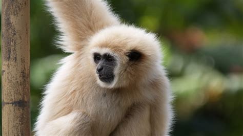 White-Handed Gibbon - Honolulu Zoo Society