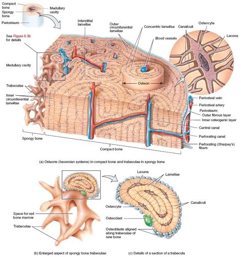 Histology of compact and spongy bone Human Muscle Anatomy, Human Anatomy And Physiology, Nursing ...