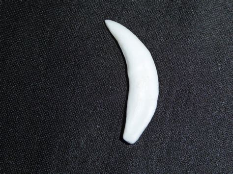 Coyote Canine Tooth Replica - SkeletonsAndSkullsSuperstore