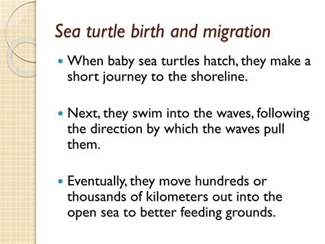 PPT - Sea Turtle Migration PowerPoint Presentation, free download - ID:2427623