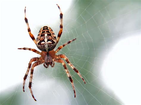 When is spider season? - Primrose Garden Club | Expert Tips, Advice & Inspiration