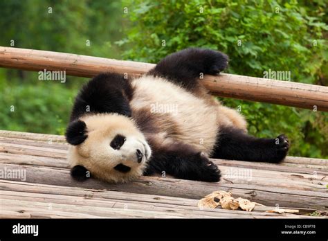 sleeping panda cub at the Panda Breeding and research centre, Chengdu ...