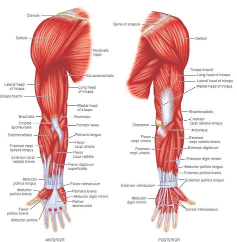 Muscles | Human muscle anatomy, Muscular system anatomy, Medical anatomy