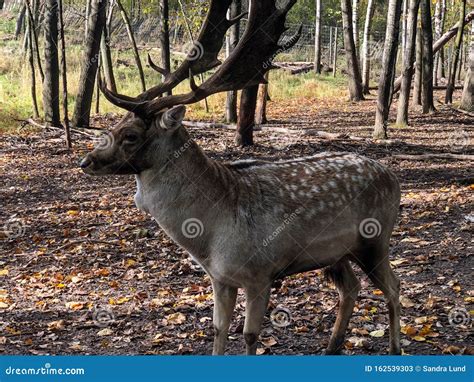 Large Male Sika Deer at Wildlife Zoo Stock Image - Image of spots, shalom: 162539303