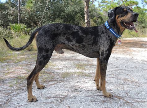 Janeen's Catahoula Leopard Dog Rescue | Janeen's Catahoula Leopard Dog Rescue