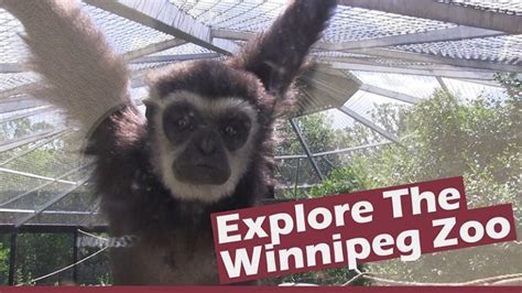 Winnipeg Zoo, worth the stop? - Our Crazy RV