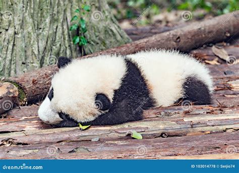 Baby of Giant Panda. stock photo. Image of tree, wild - 103014778