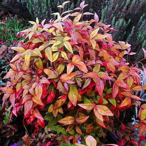 Small Shrubs With Red Leaves - Okejely Garden Plant