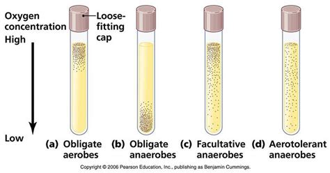 Thioglycollate Broth- Composition, Principle, Preparation, Results ...