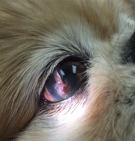 corneal-ulcer-in-dogs-infection – Animal Eye Clinic