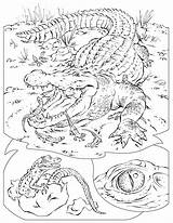 Free Printable Alligator Coloring Pages For Kids  Animal Place sketch template