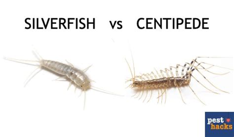 house-centipede-vs-silverfish - Pest Hacks