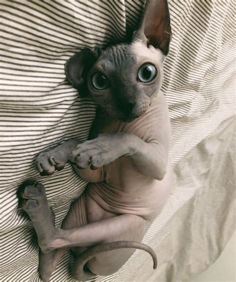 ★ℙ𝕚𝕟𝕥𝕖𝕣𝕖𝕤𝕥: 𝕣𝕒𝕕𝕚𝕔𝕒𝕝𝕠𝕝𝕚 ★ | Cute hairless cat, Baby animals, Cute baby animals