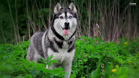 Husky wallpaper | 1920x1080 | #46281