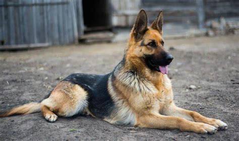 German Shepherd Breed Standards – Size, Characteristics and Coats – German Shepherd Country