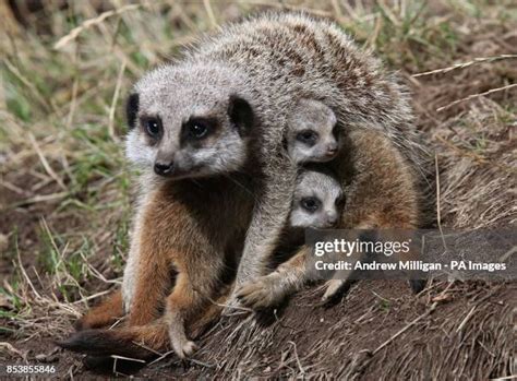 272 Meerkat Family Stock Photos, High-Res Pictures, and Images - Getty Images