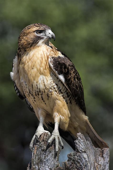 Red Tailed Hawk Photograph by Dale Kincaid