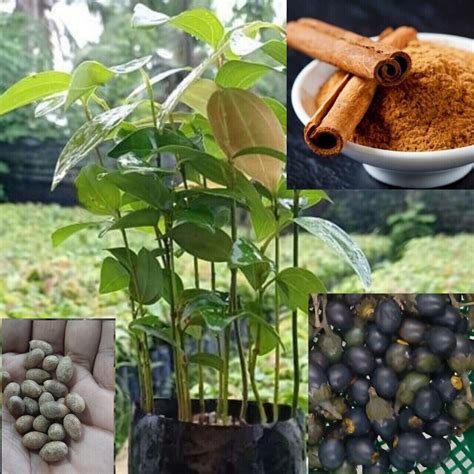 150 Ceylon Cinnamon Tree Seeds (Cinnamomum verum) Fast Growing Cinnamon seeds | eBay