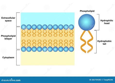 Phospholipid Bilayer Structure, Cell Membrane Structure Royalty-Free ...