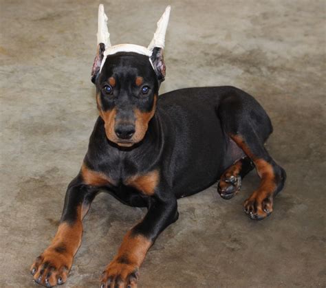 When to Stop Posting Doberman Ears - Healthy Homemade Dog Treats