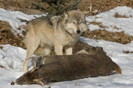 Hunting Behavior of the Wolf | HubPages