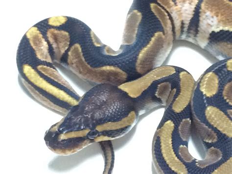 Calico Ball Python For Sale (Live Arrival Guarantee) - XYZReptiles