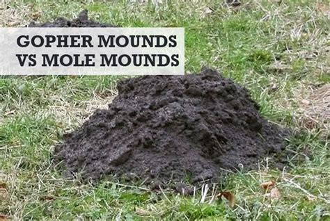 Gopher Mounds vs Mole Mounds: How to Tell the Difference