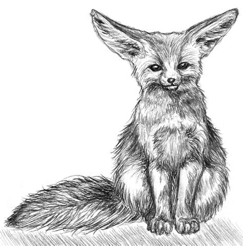 Fennec Fox Drawing Sketch - Drawing Skill