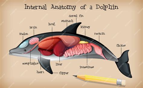 Premium Vector | Internal anatomy of a dolphin