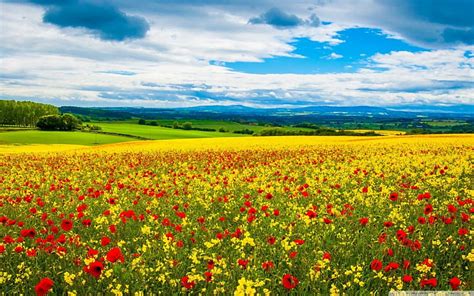 Campo de flores en primavera, campos de flores, paisajes, amapolas ...