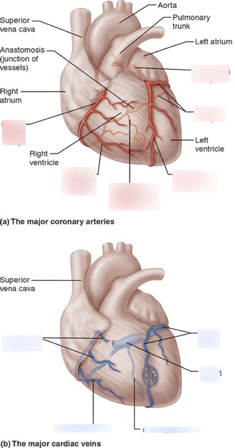 Arteries Diagram Labeled Quizlet, Organs Veins And Arteries Labeling ...