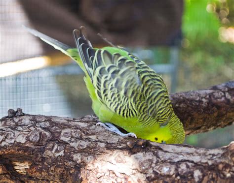 Green Budgie by ncfwhitetigress on DeviantArt