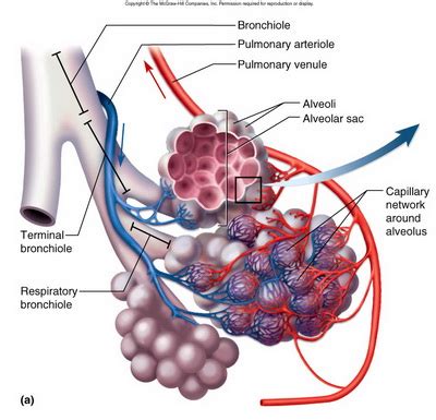 Alveolar Sac Diagram