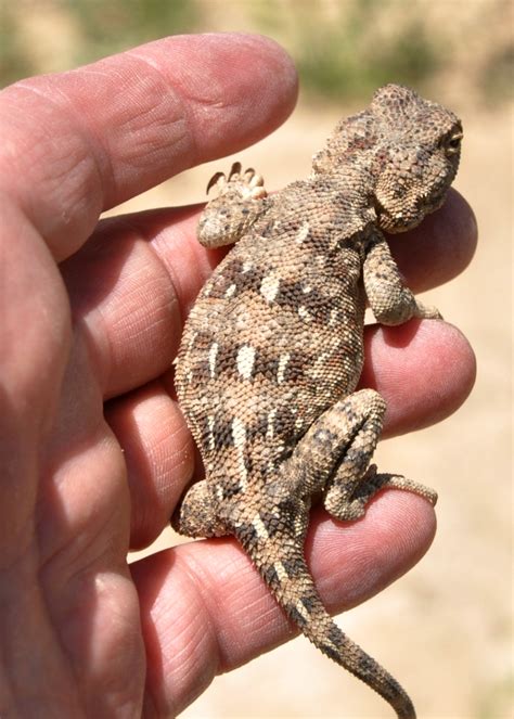 Afghanistan Reptiles « NORTHWEST WILDLIFE ONLINE