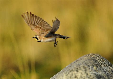 Horned Lark In Flight by Dennis Hammer