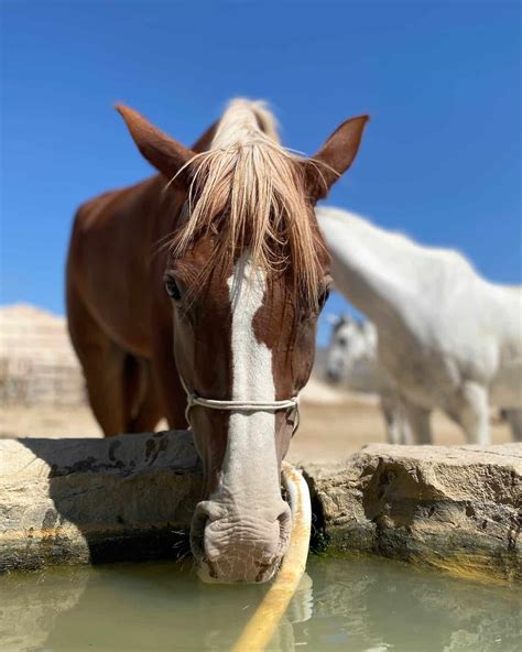 How Long Can Horses Go Without Water: Essential Hydration Facts - All ...