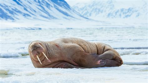 Unveiling The Arctic Realm: A Comprehensive Look At Walrus Habitat - Baker Island Topographic ...