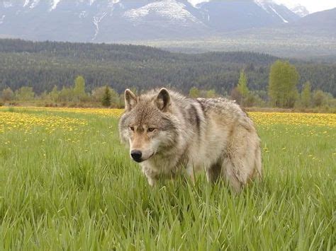 23 Banff National Park Wolves ideas in 2021 | banff national park ...