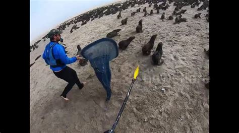 Kayaker in Namibia films himself rescuing multiple baby seals trapped in fishing nets - Buy ...