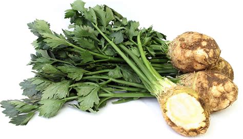 Celery Root Information and Facts