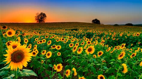 Ukraine, Kansas both have sunflowers as official flowers