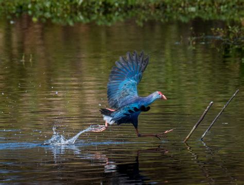 Rare Birds Congregate In Palm Beach County Wetland - Photo Masters ...