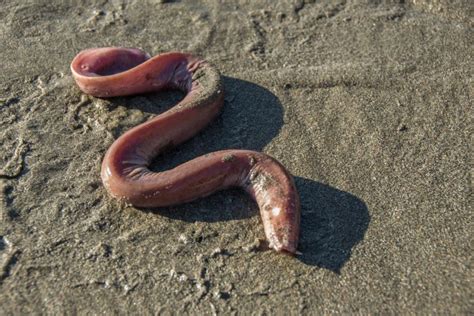 hagfish – Mendonoma Sightings