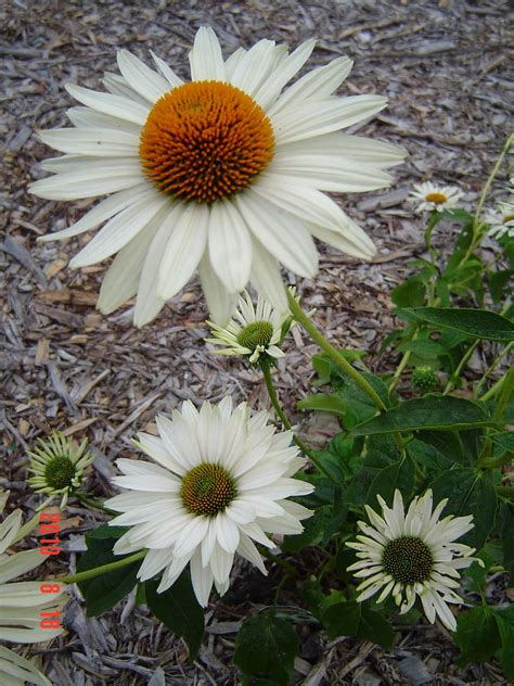 Anna's Perennials: Echinacea