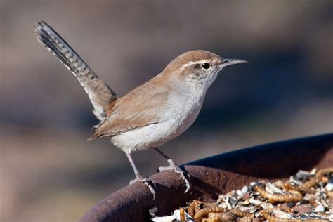 9 Species Of Wrens In Canada (Picture And ID Guide)