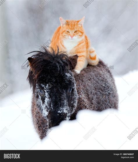 Red-headed Cat Sitting Image & Photo (Free Trial) | Bigstock